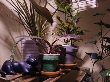 Indoor plants arranged on a wooden shelf with a black cat-shaped pot.