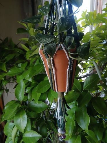 Hanging terracotta pot with variegated leaves and macrame holder.