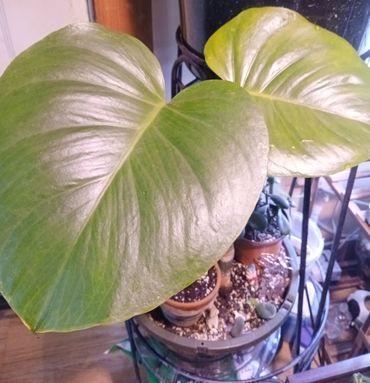 Close-up of two large, glossy green heart-shaped leaves on a potted plant indoors.