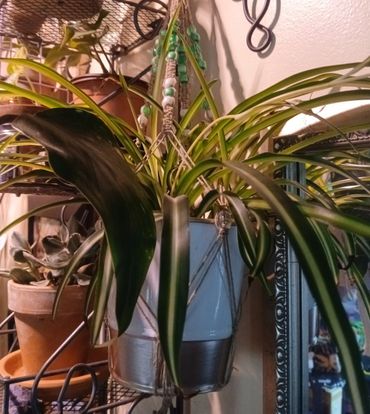A lush spider plant in a decorative hanging pot with green beads.