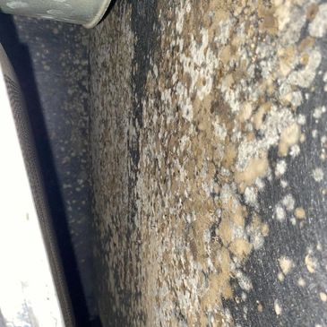 Mold Growing inside HVAC system