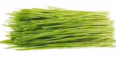 fresh wheatgrass