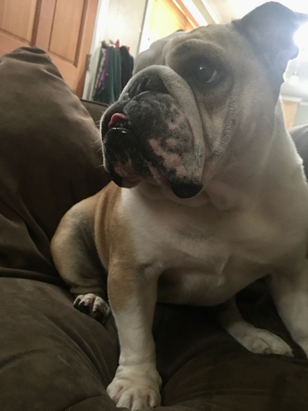 A happy bulldog hanging out with me on the couch.