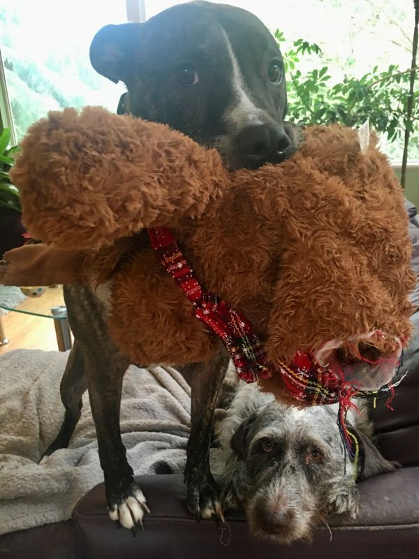 Two sweet pups excited for an overnight pet-sitting visit.