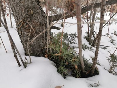 Anti Racism I coursea. Definitions. University of Colorado Boulder. Shawn O'Neal. Dr. Jennifer Ho