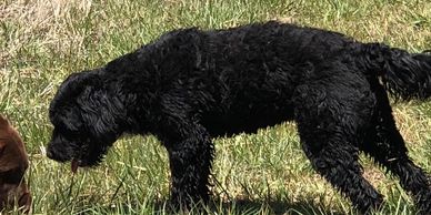Portuguese Water Dog, Pier 7 Porties, PWD, Porties, Kansas PWD, Portuguese Water Dogs