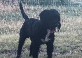 Portuguese Water Dogs 