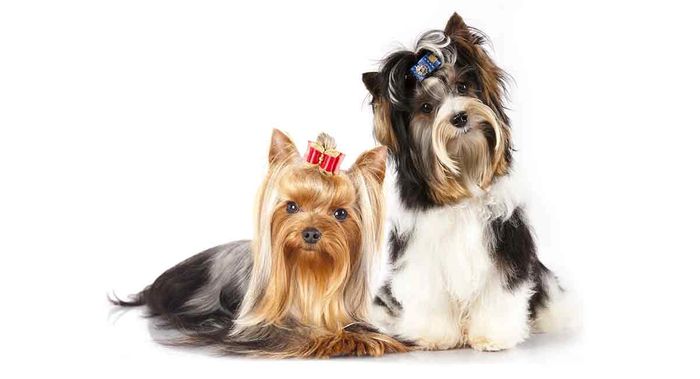Breeding Brewer and Yorkshire Terriers, Yorkie