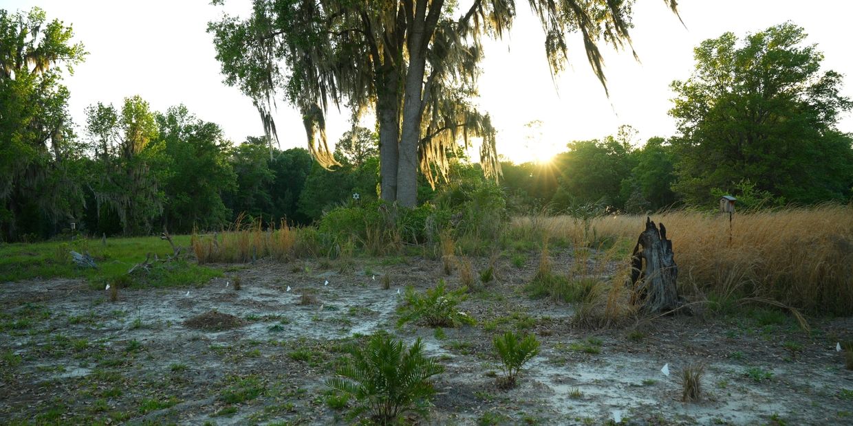 Sunset behind a large tree with hanging moss in a grassy field.