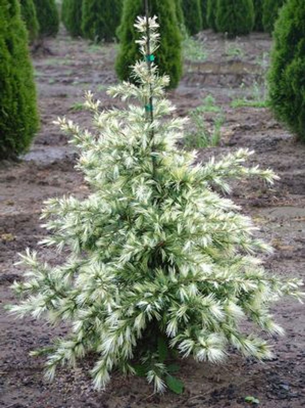 conifer in ground