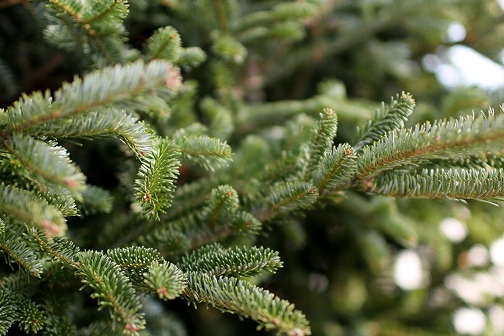 conifer needles close up