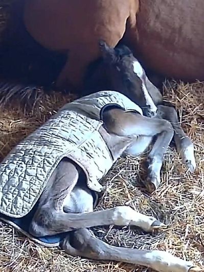 A foal wearing a blanket lying down on straw bedding.