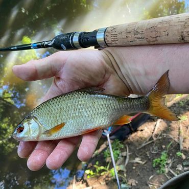River Blackwater Rudd