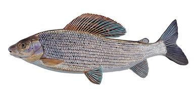 GRAYLING