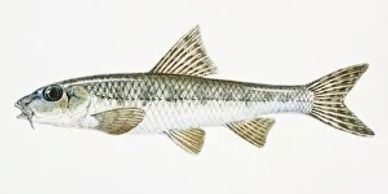 GUDGEON