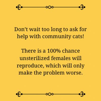 Don’t wait too long to help community cats!
