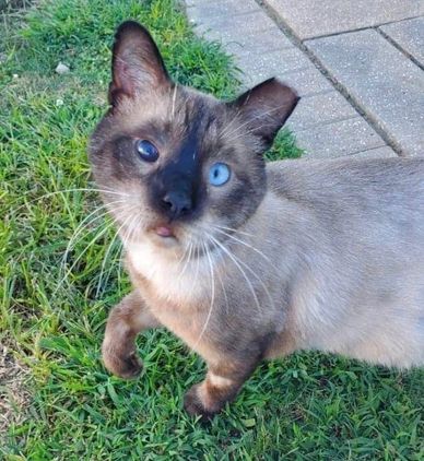 An ear tip means a feral cat has been sterilized.