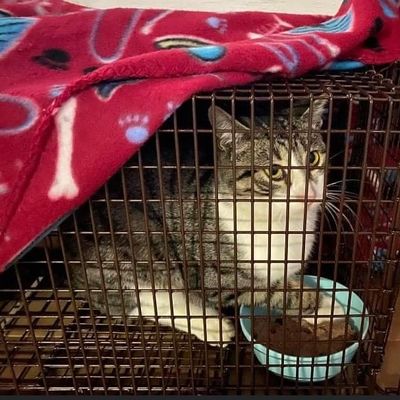 You can volunteer to help Storm’s Angels trap community cats!