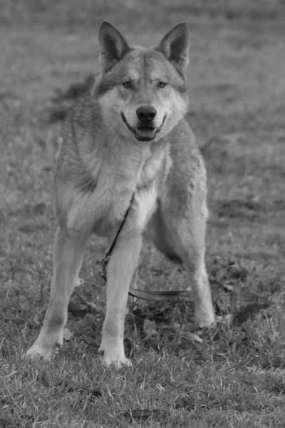 A tethered dog stands alert on grass, looking forward.