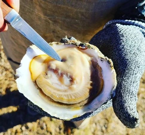 The best oysters in colorado. Bonfire Oyster Co. Serves premium seafood. Oyster caterers.