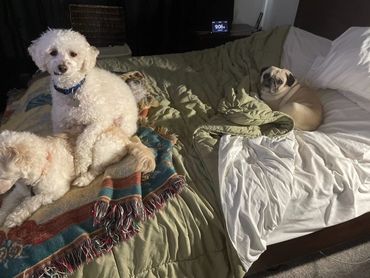 My pug enjoying 2 new dog friends all sharing our bed.