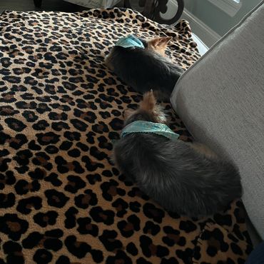 Two Yorkshire Terriers curled up sleeping.