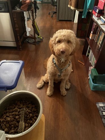 Golden Doodle sitting pretty waiting for me to give him his breakfast bowl. 
