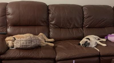 A Cavapoo and Pug laying on a couch sleeping. 