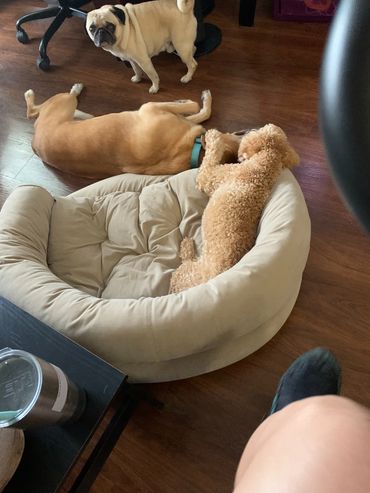 A Cavapoo in a dog bed with his head over the edge on top of a Labradors head with a pug nearby.
