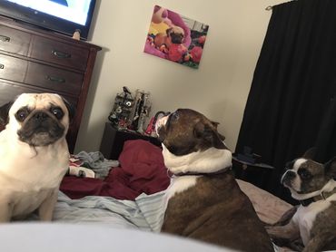 Three dogs, my pug and 2 Boston Terriers sitting on my bed watching tv.