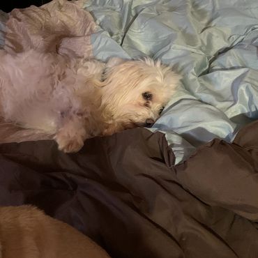 A white Maltese mix laying in the middle of my bed.