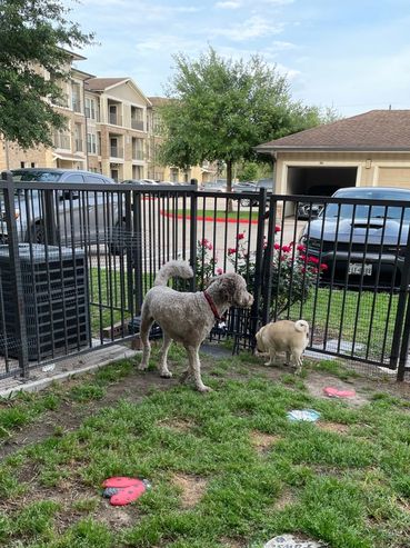 Another one of our Golden Doodle guests enjoying the yard with my pug.