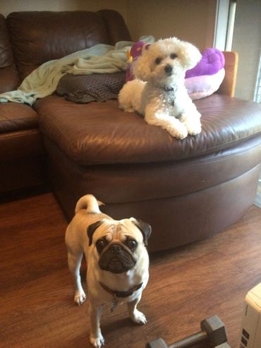 A Maltese sitting on the couch with a pug in front standing on the floor in my living room.
