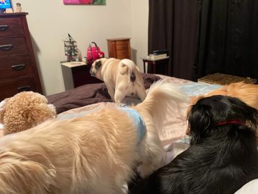 Four little dogs, my Pug, a Cavapoo and 2 Chihuahua mixes laying on my bed.