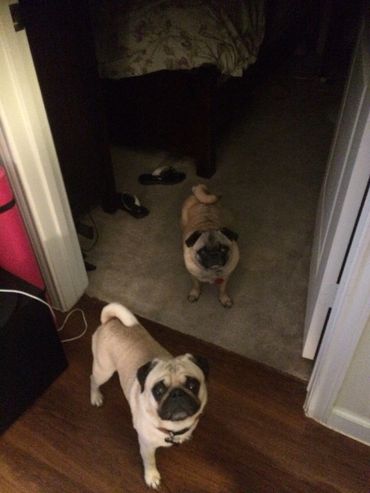 2 sweet pugs in my bedroom posing for a photo.