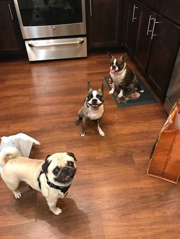 My sweet Pug Peanut and his 2 boarding friends Zoe and Zeke posing in my kitchen  for their mommy. 