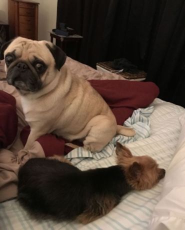 My Pug Peanut on our bed with a little Yorkshire Terrier named Bella. 