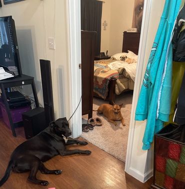 A Gold mixed breed dog sitting in my bedroom while her black lab sister is also sitting in the door.