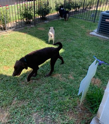 A chocolate Lab, my little pug and a corgi all enjoying time in my yard. 