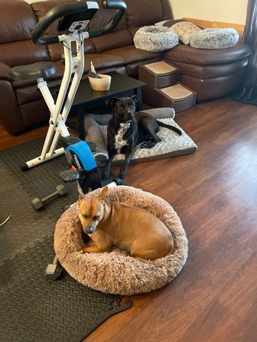 A black and white lab mix and her sister a rescue dog relaxing in my living room on their dog beds.