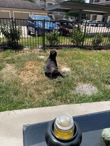 Zoe a black lab mix sitting in our yard and enjoying some sunbathing. 