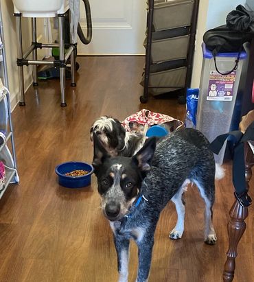 A Blue Healer and Shih Tzu standing in my kitchen.