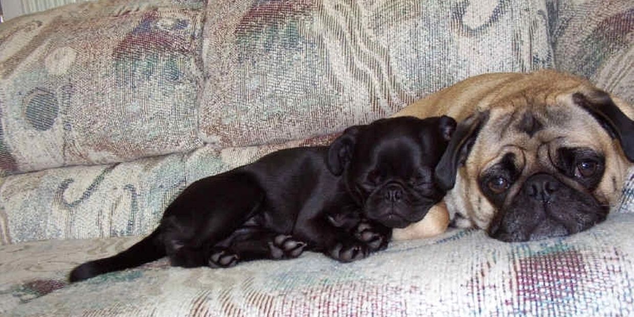 These were my sweet pugs when I started my business. Trixie and Mugsy. They were my motivation.  