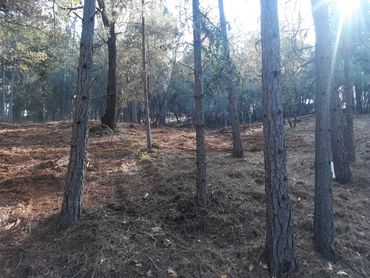 Defensible Space After Mastication and brush removal