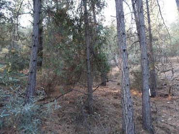 Defensible Space before Mastication and brush removal