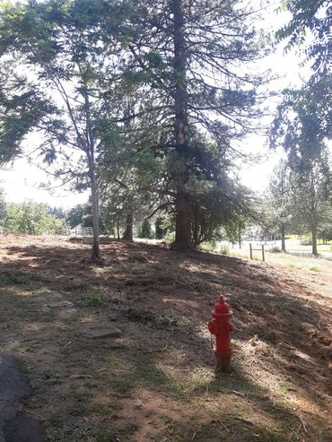 Defensible Space After Mastication and brush removal