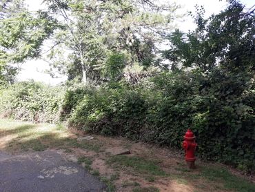 Defensible Space before Mastication and brush removal