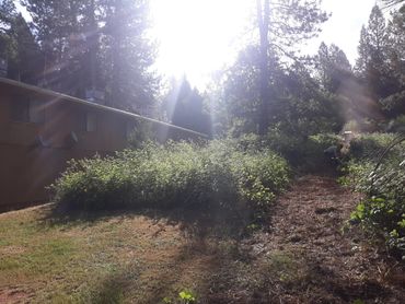 Defensible Space before Mastication and brush removal