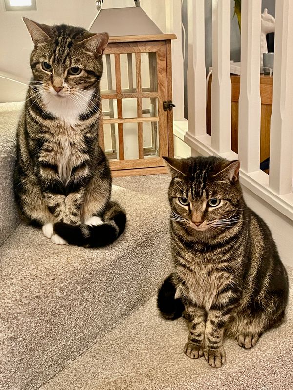 Reggie and Alfie - pet sitting