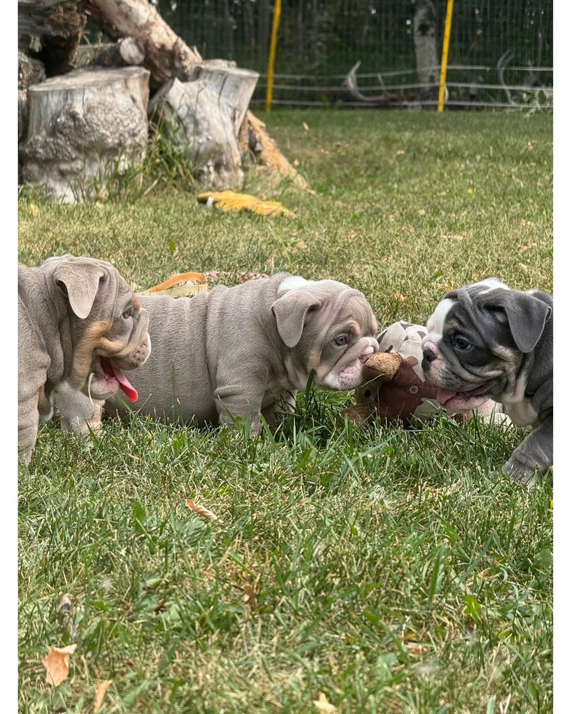 Our latest litter at play in the backyard.